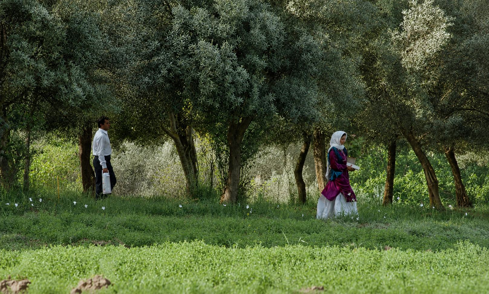 The Long Walk Home: Why We Still Walk Through the Olive Trees