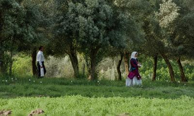 The Long Walk Home: Why We Still Walk Through the Olive Trees